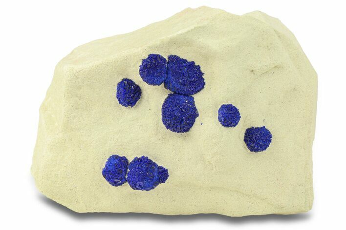 Vibrant Blue Azurite Suns on Siltstone - Australia #287970